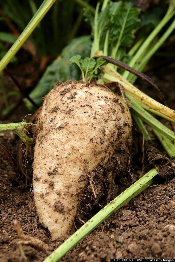 Freshly harvested sugar beet growing in soil